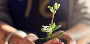 Sapling being held in soil within two cupped hands.